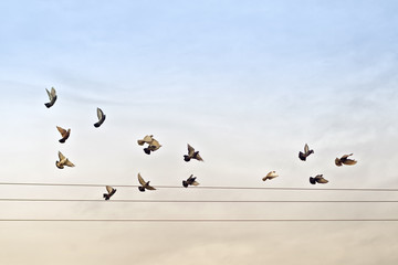 Flock of Pigeons over Power Wires