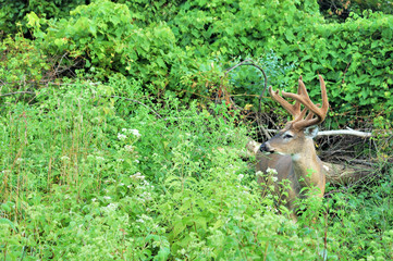 Whitetail Deer Buck