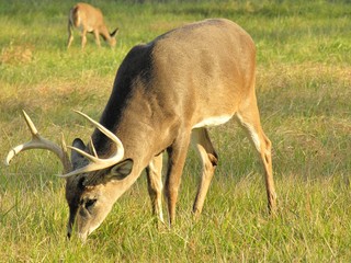 Fototapeta premium Whitetail Deer Buck