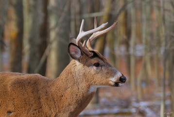 Whitetail Deer Buck