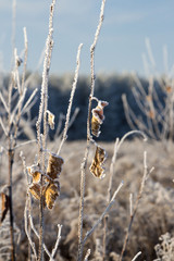 frozen trees on blue sky background