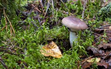 mushrooms in the forest