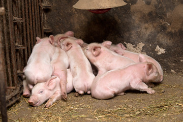 piglets