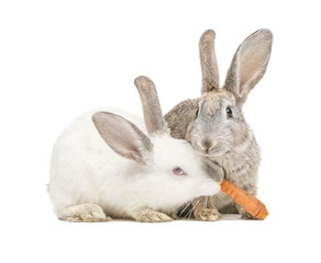 Fototapeta na wymiar Zwei Kanninchen fressen eine Karotte