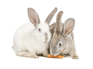 Zwei Kanninchen fressen eine Karotte