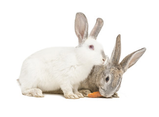 Zwei Kanninchen fressen eine Karotte