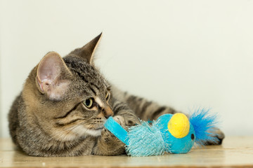Kitten and Toy