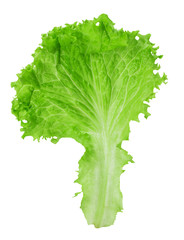 lettuce leaf isolated on the white background