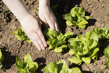 planting lettuce in the garden