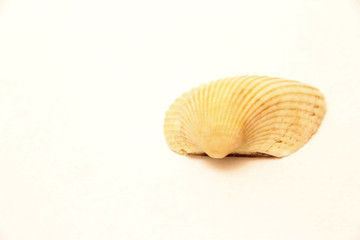 Sea Shell Isolated On The White Background