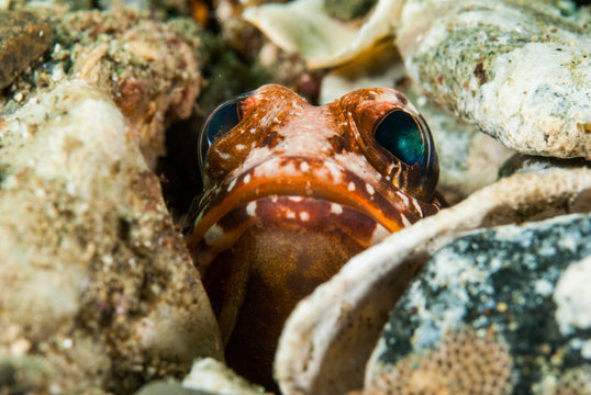 Hiding jawfish in Ambon, Maluku, Indonesia underwater
