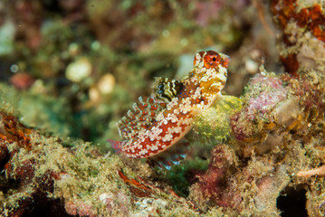 Moyer's dragonet in Ambon, Maluku, Indonesia underwater