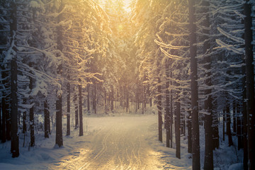 Waldskispur © tartalja