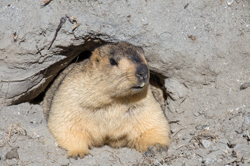 Funny marmot peeking out of a burrow in Ladakh, India