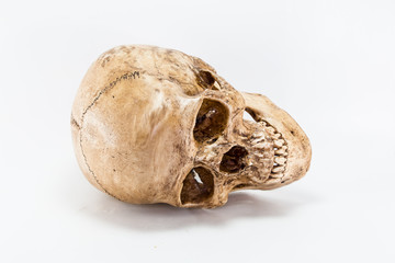 skull