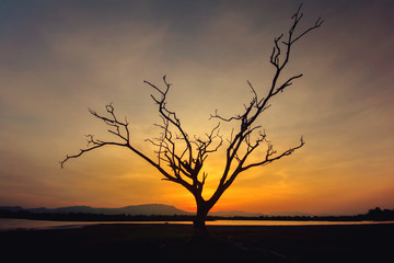 Lone Dead Tree in Sunset Cross Process,Thailand