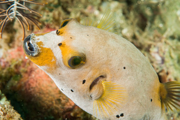 Blackspotted pufferfish in Ambon, Maluku, Indonesia underwater