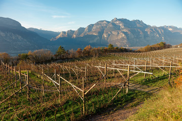 Vineyards of Trentino, Italy