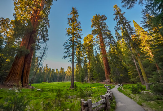 Sequoia national park, CA