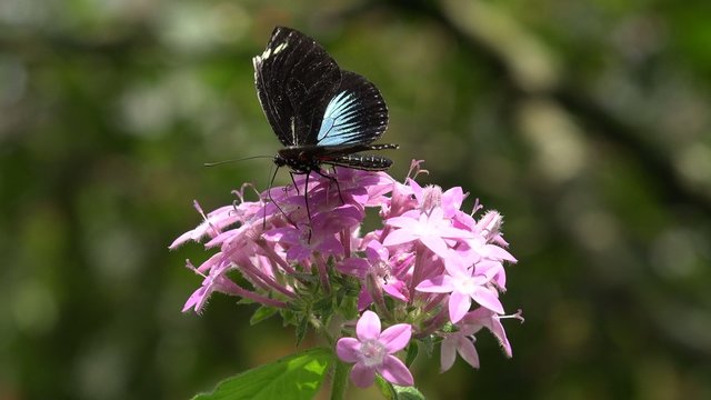 Butterfly, Butterflies, Insects, Flowers