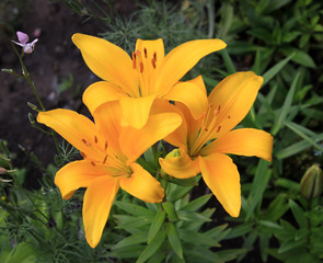 Fototapeta premium Three yellow lilies in the garden