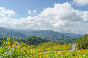Fototapeta na wymiar Mexican sunflower mountain in maehongson thailand