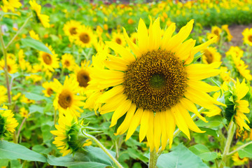 Fototapeta premium “Pot Orange” Sunflower in Summer