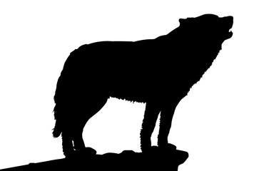 Howling Wolf on Cliff