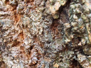 close up the natural tree bark