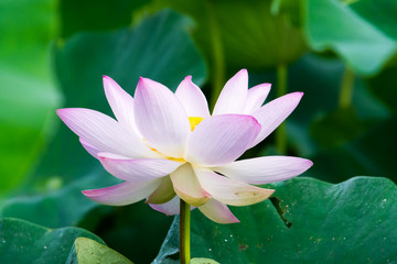 Light pink lotus flower