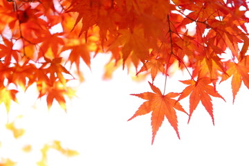 カエデの紅葉