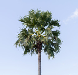 sugar palm on sky background.