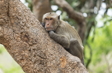 Monkey sitting on tree