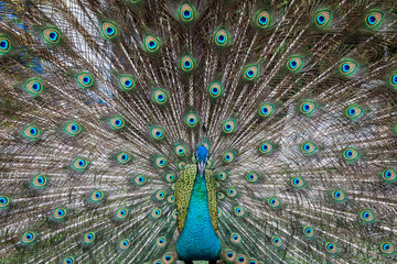 Fototapeta premium beautiful peacock with feathers