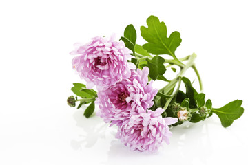 Pinkfarbene Chrysanthemen (Chrysanthemum)