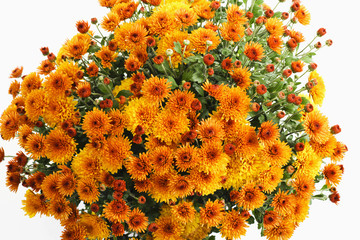 Orangefarbene Chrysanthemen (Chrysanthemum)