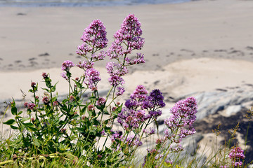 Red valerian flowers - Centranthus ruber