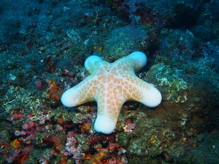 Starfish, Island Bali, Tulamben