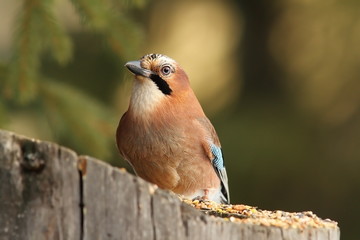 european jay on a feeder stump