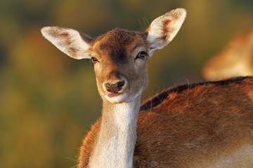 fallow deer doe portrait looking at camera