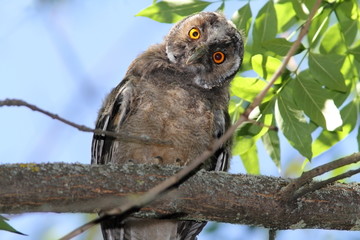 funny owl on branch