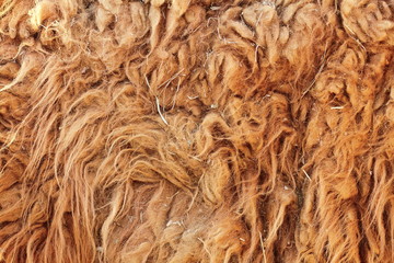 lama glama textured fur detail