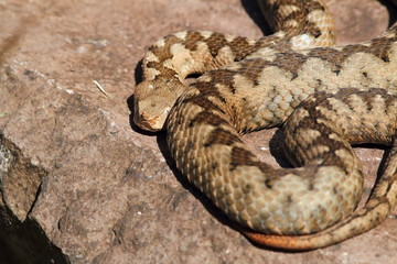 large adult vipera ammodytes