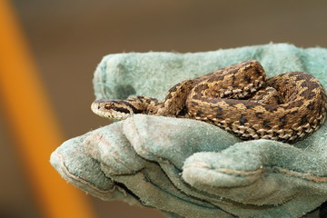 meadow viper in glove