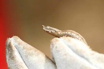 nose horned viper on a glove © taviphoto