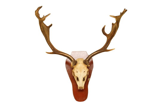 Old Fallow Deer Stag Hunting Trophy