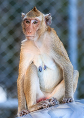Monkey (Crab-eating macaque) on car roof in Thailand