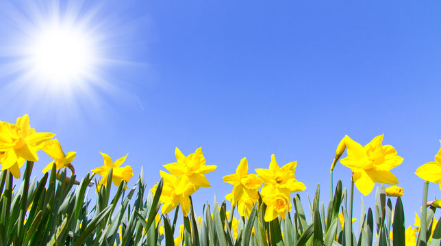 Narzissen in der Sonne
