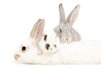 Two rabbits lying on the third rabbit