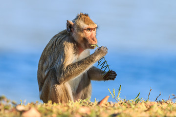 Monkey (Crab-eating macaque) eating sapling of plants in Thailan